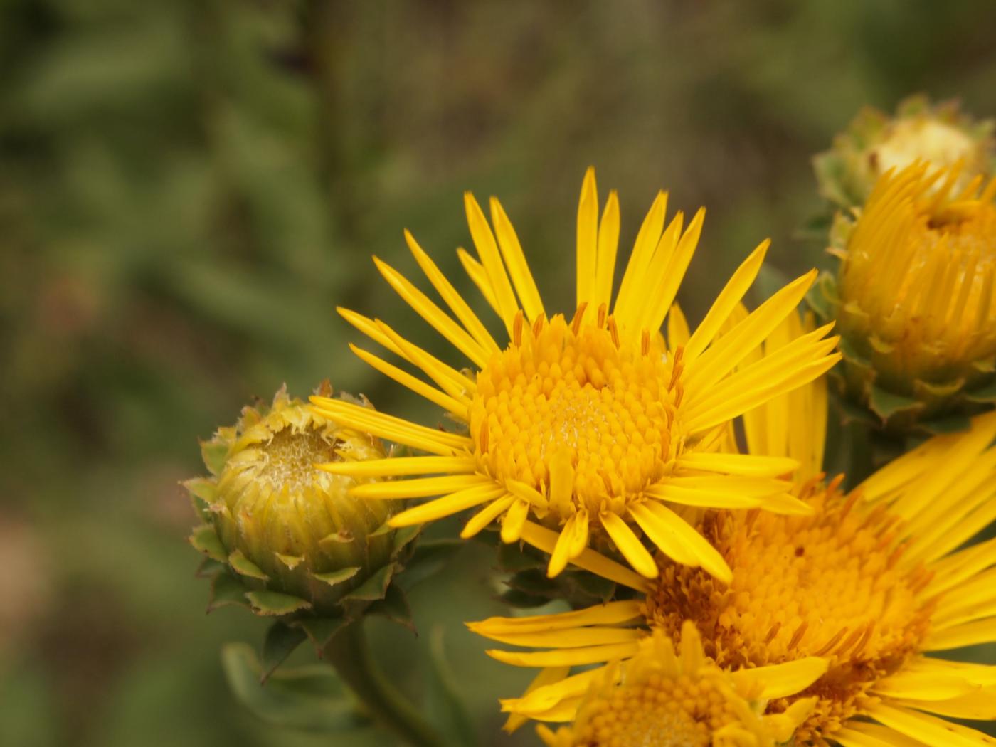 Fleabane, (Spirea-leaved) flower